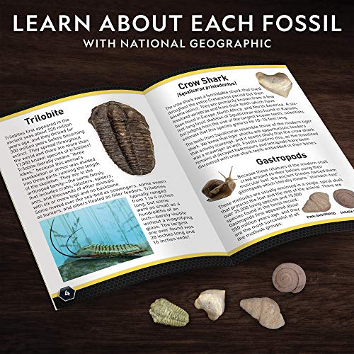 NATIONAL GEOGRAPHIC Mega Fossil Dig Kit – Excavate 15 Real Fossils Including Dinosaur Bones & Shark Teeth, Educational Toys, Great Gift for Girls and Boys, an AMAZON EXCLUSIVE Science Kit
